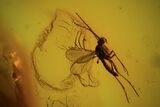 Two Fossil Flies (Diptera) In Baltic Amber #90775-1
